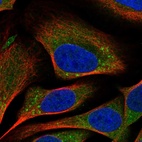 Immunofluorescent staining of human cell line U-2 OS shows localization to cytosol & the Golgi apparatus.