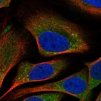 Immunofluorescent staining of human cell line U-2 OS shows localization to cytosol & the Golgi apparatus.