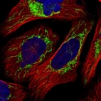 Immunofluorescent staining of human cell line U-2 OS shows localization to mitochondria.