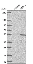 Western blot analysis in control (vector only transfected HEK293T lysate) and CEP41 over-expression lysate (Co-expressed with a C-terminal myc-DDK tag (~3.1 kDa) in mammalian HEK293T cells, LY412890).