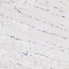 Immunohistochemical staining of human skeletal muscle shows no positivity in myocytes as expected.