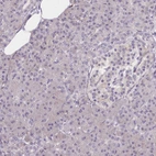 Immunohistochemical staining of human pancreas shows no positivity in exocrine glandular cells as expected.