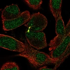 Immunofluorescent staining of human cell line RH-30 shows localization to nucleus & cytokinetic bridge.