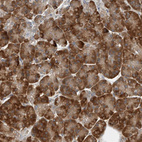 Immunohistochemical staining of human pancreas shows strong cytoplasmic positivity in exocrine glandular cells.
