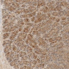 Immunohistochemical staining of human pancreas shows moderate to strong granular cytoplasmic positivity in exocrine glandular cells.