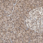 Immunohistochemical staining of human pancreas shows moderate to strong nuclear positivity in exocrine glandular cells.