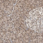 Immunohistochemical staining of human pancreas shows moderate to strong nuclear positivity in exocrine glandular cells.