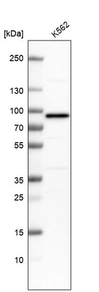 Western blot analysis in human cell line K562.