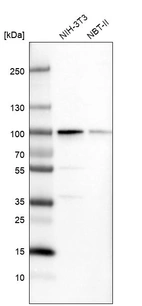 Western blot analysis in mouse cell line NIH-3T3 and rat cell line NBT-II.