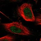 Immunofluorescent staining of human cell line U-251 MG shows localization to nucleus.