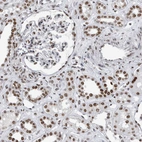 Immunohistochemical staining of human kidney shows moderate nuclear positivity in cells in glomeruli and tubules.