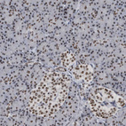 Immunohistochemical staining of human pancreas shows weak to moderate nuclear positivity in islets of Langerhans and exocrine glandular cells.