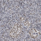 Immunohistochemical staining of human pancreas shows weak to moderate nuclear positivity in islets of Langerhans and exocrine glandular cells.