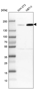 Western blot analysis in mouse cell line NIH-3T3 and rat cell line NBT-II.