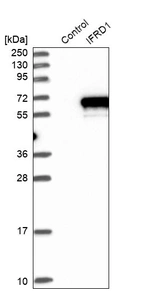 Western blot analysis in control (vector only transfected HEK293T lysate) and IFRD1 over-expression lysate (Co-expressed with a C-terminal myc-DDK tag (~3.1 kDa) in mammalian HEK293T cells, LY419866).