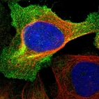 Immunofluorescent staining of human cell line U-2 OS shows localization to plasma membrane & cytosol.