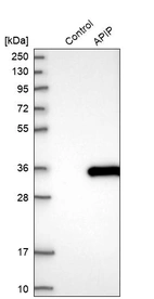 Western blot analysis in control (vector only transfected HEK293T lysate) and APIP over-expression lysate (Co-expressed with a C-terminal myc-DDK tag (~3.1 kDa) in mammalian HEK293T cells, LY414309).