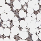 Anti-ZBTB11 Antibody