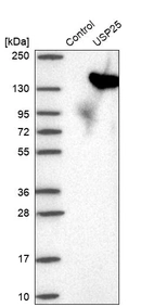 Western blot analysis in control (vector only transfected HEK293T lysate) and USP25 over-expression lysate (Co-expressed with a C-terminal myc-DDK tag (~3.1 kDa) in mammalian HEK293T cells, LY415616).