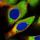 Immunofluorescent staining of human cell line U-2 OS shows localization to cytosol.