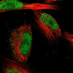 Immunofluorescent staining of human cell line U-251 MG shows localization to nucleoplasm.