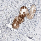 Immunohistochemical staining of human cervix shows moderate to strong positivity in mucus in glandular cells.