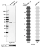 Western blot analysis in human cell lines SK-MEL-30 and U-251MG using Anti-CHKA antibody. Corresponding CHKA RNA-seq data are presented for the same cell lines. Loading control: Anti-HDAC1.
