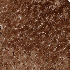 Anti-ZNF862 Antibody