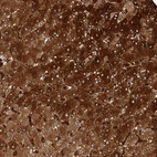 Anti-ZNF862 Antibody
