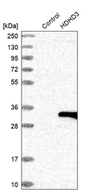 Western blot analysis in control (vector only transfected HEK293T lysate) and HDHD3 over-expression lysate (Co-expressed with a C-terminal myc-DDK tag (~3.1 kDa) in mammalian HEK293T cells, LY410593).