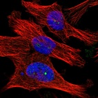 Immunofluorescent staining of human cell line U-251 MG shows localization to nucleoli fibrillar center.