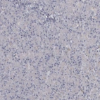 Immunohistochemical staining of human pancreas shows very weak cytoplasmic positivity in exocrine glandular cells.
