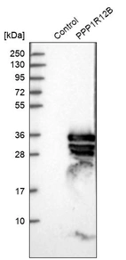 Western blot analysis in control (vector only transfected HEK293T lysate) and PPP1R12B over-expression lysate (Co-expressed with a C-terminal myc-DDK tag (~3.1 kDa) in mammalian HEK293T cells, LY410386).