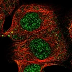 Immunofluorescent staining of human cell line A-431 shows localization to nucleoplasm & cytosol.