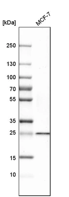 Western blot analysis in human cell line MCF-7.