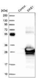 Western blot analysis in control (vector only transfected HEK293T lysate) and SIKE1 over-expression lysate (Co-expressed with a C-terminal myc-DDK tag (~3.1 kDa) in mammalian HEK293T cells, LY410899).
