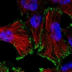 Immunofluorescent staining of human cell line U-251 MG shows localization to focal adhesion sites.