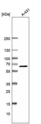Western blot analysis in human cell line A-431.