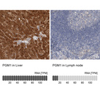 Anti-PGM1 Antibody