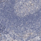 Immunohistochemical staining of human lymph node shows no cytoplasmic positivity in non-germinal center cells as expected.