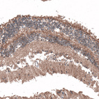 Anti-C8orf37 Antibody