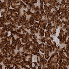 Immunohistochemical staining of human pancreas shows strong cytoplasmic positivity in exocrine glandular cells.