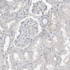 Immunohistochemical staining of human kidney shows low expression as expected.