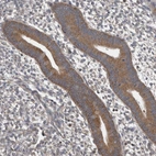 Immunohistochemical staining of human endometrium shows strong cytoplasmic positivity in glandular cells.