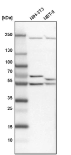 Western blot analysis in mouse cell line NIH-3T3 and rat cell line NBT-II.