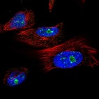 Immunofluorescent staining of human cell line U-251 MG shows localization to nucleoli & nuclear bodies.