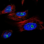 Immunofluorescent staining of human cell line U-251 MG shows localization to nucleoli & nuclear bodies.