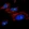 Anti-TRIM41 Antibody