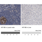 Anti-KIF18B Antibody