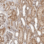 Immunohistochemical staining of human kidney shows strong nuclear positivity in cells in glomeruli and cells in tubules.